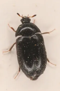 Attagenus schaefferi thumbnail 1