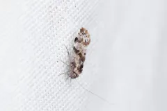 Trichadenotecnum majus thumbnail 3