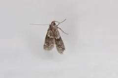 Eurythmia angulella thumbnail 3