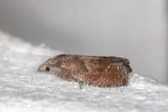 Eucosma sombreana thumbnail 4