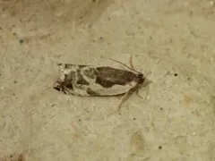 Ancylis columbiana thumbnail 2