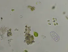 Monomorphina pyrum thumbnail 3