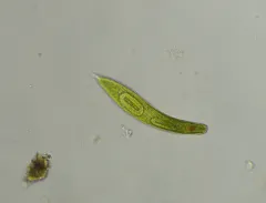 Lepocinclis fusca thumbnail 2