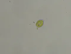 Phacus monilatus thumbnail 2