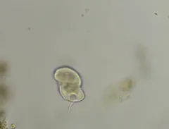 Urocentrum turbo thumbnail 3