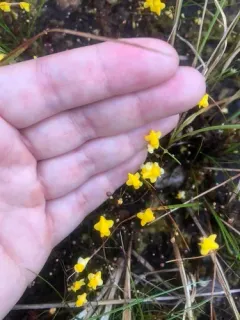 Zigzag Bladderwort thumbnail 3