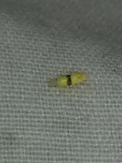Empoa rubricola thumbnail 3