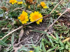 Lasthenia ornduffii thumbnail 2