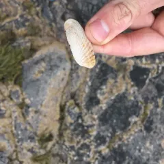 False Angelwing thumbnail 1