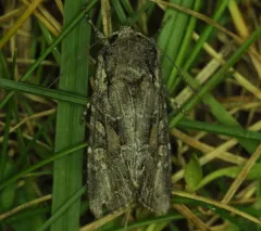 Lacinipolia sareta thumbnail 2