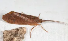 Ptilostomis ocellifera thumbnail 1