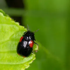 Eastern Babia thumbnail 2