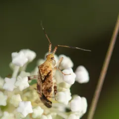 Clouded Plant Bug thumbnail 3