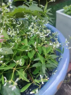 Grassleaf Spurge thumbnail 3
