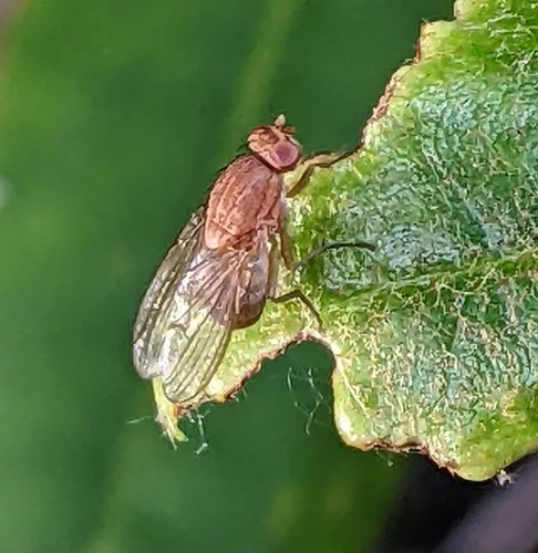 Minettia flaveola