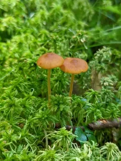 Galerina hybrida thumbnail 2