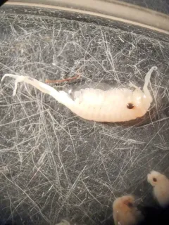 Smoothlip Fairy Shrimp thumbnail 2