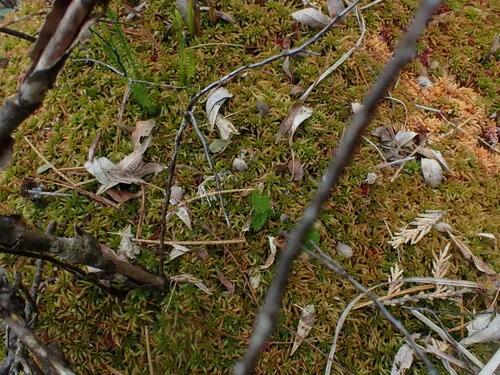 Sphagnum imbricatum