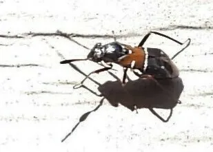 Pilophorus laetus