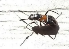 Pilophorus laetus thumbnail 1