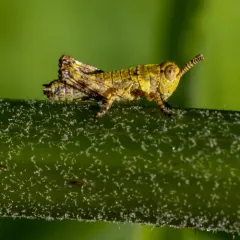 Willamette Wingless Grasshopper thumbnail 3