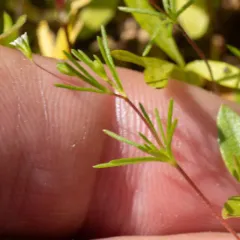 Harkness' flaxflower thumbnail 2