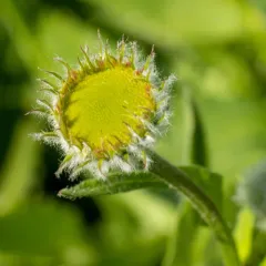 Alice Eastwood's fleabane thumbnail 2