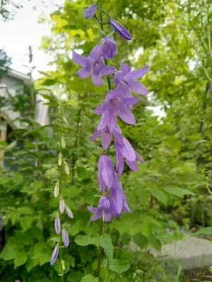 Creeping Bellflower thumbnail 2