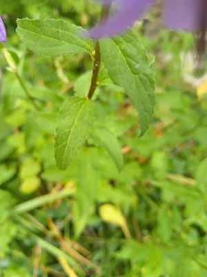 Creeping Bellflower