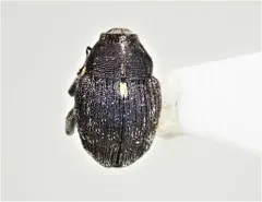 Punctate Minute Seed Weevil thumbnail 2