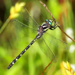 Delta-spotted Spiketail thumbnail 4