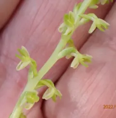 Alaska Rein Orchid thumbnail 2