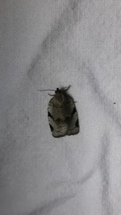 Lozotaenia costinotana thumbnail 4