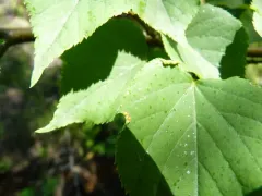 Phytoptus tetratrichus thumbnail 2