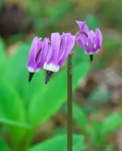 Northern Shooting Star thumbnail 4