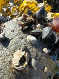 Boreal limpet thumbnail 3