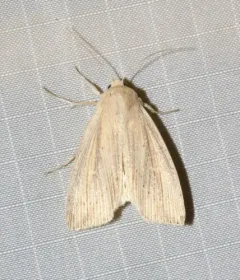 Northern Linen Wainscot thumbnail 4
