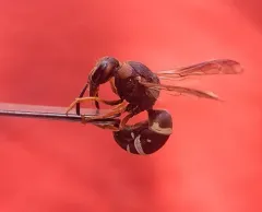 Euodynerus auranus thumbnail 1