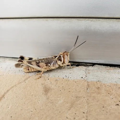 Big-headed Grasshopper