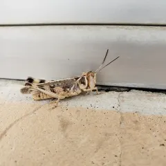Big-headed Grasshopper thumbnail 1
