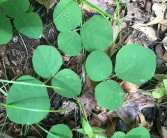 Round-leaved Trailing Tick-trefoil thumbnail 1