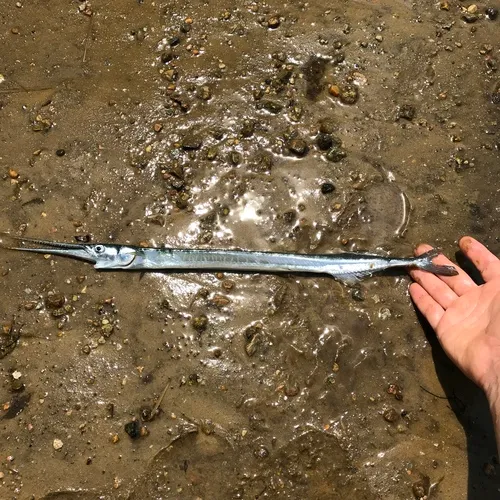 Atlantic Needlefish