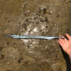 Atlantic Needlefish thumbnail 1