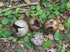 Tumbling puffball thumbnail 2