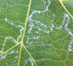 Phyllocnistis vitegenella thumbnail 2