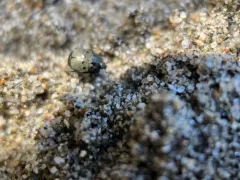 Hypocaccus estriatus thumbnail 2