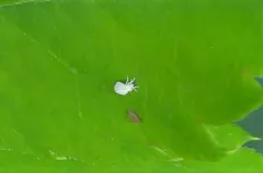 honeysuckle whitefly thumbnail 2