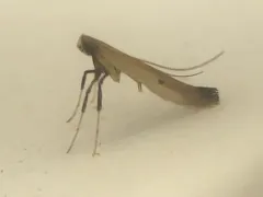 Tick-Trefoil Caloptilia Moth thumbnail 2