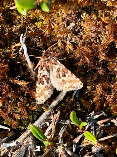 Phiaris inquietana