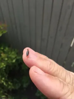 Monophylla terminata thumbnail 3